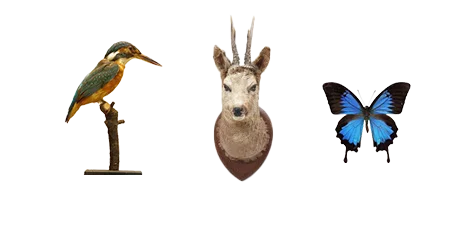 Taxidermy and animal-derived items we cannot buy